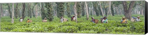 Framed Tea harvesting, Assam, India Print