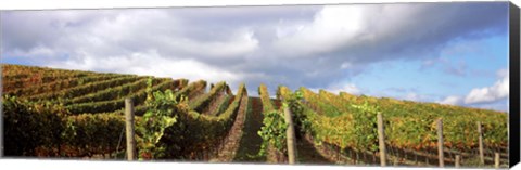 Framed Cloudy skies over a vineyard, Napa Valley, California, USA Print