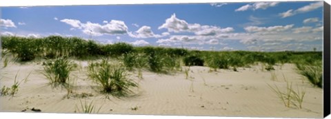 Framed Grass among the dunes, Crane Beach, Ipswich, Essex County, Massachusetts, USA Print