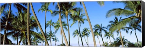 Framed Low angle view of palm trees, Oahu, Hawaii, USA Print