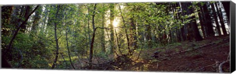 Framed Dogwood trees in a forest, Sequoia National Park, California, USA Print