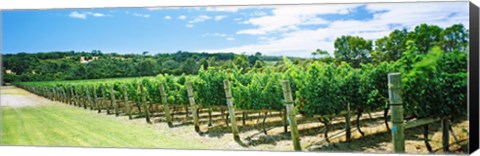 Framed Vineyard, Margaret River, Western Australia, Australia Print