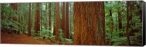 Framed Redwoods tree in a forest, Whakarewarewa Forest, Rotorua, North Island, New Zealand Print