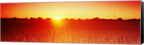 Framed Soybean field at sunset, Wood County, Ohio, USA Print