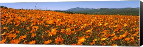 Framed Namaqua Parachute-Daisies flowers in a field, South Africa Print