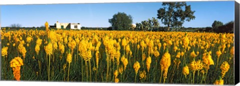 Framed Bulbinella nutans flowers in a field, Northern Cape Province, South Africa Print