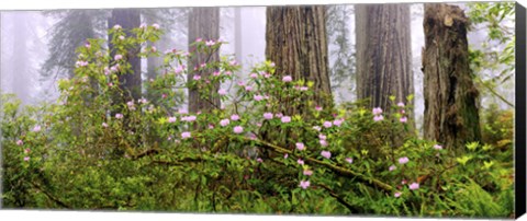 Framed Rhododendron flowers in a forest, Del Norte Coast State Park, Redwood National Park, Humboldt County, California, USA Print