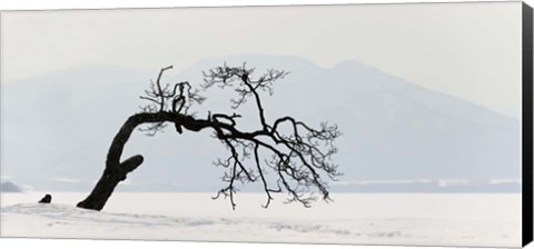 Framed Contorted tree at a frozen lake, Lake Kussharo, Hokkaido, Japan Print