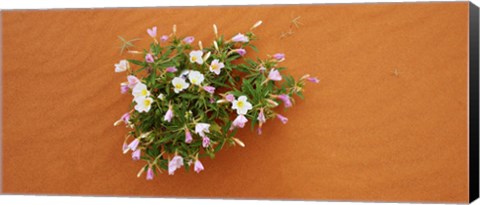 Framed Dune evening primrose flowers in sand, Valley of Fire State Park, Nevada, USA Print