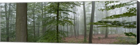 Framed Trees in fog, Trier, Rhineland-Palatinate, Germany Print