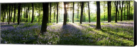 Framed Bluebells growing in a forest in the morning, Micheldever, Hampshire, England Print