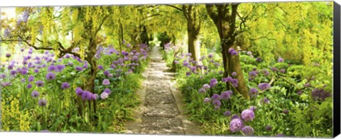 Framed Laburnum trees at Barnsley House Gardens, Gloucestershire, England Print