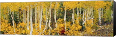 Framed Aspen Trees in Autumn, Dixie National Forest, Utah Print