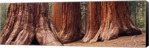 Framed Trees at Sequoia National Park, California, USA Print