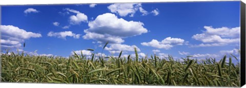 Framed Rye field, Baden-Wurttemberg, Germany Print