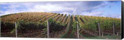 Framed Vines shedding their leaves, Napa Valley, California, USA Print