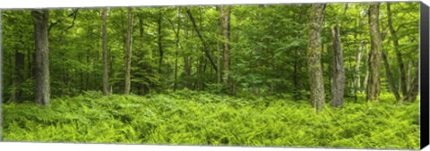 Framed Ferns blanketing floor of summer woods near Old Forge in the Adirondack Mountains, New York State, USA Print