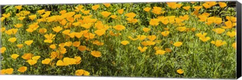 Framed California poppies (Eschscholzia californica) in bloom Print