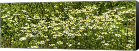 Framed German chamomile (Matricaria chamomilla) in bloom Print