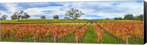 Framed Autumn color vineyards, Guerneville Road, Sonoma County, California, USA Print