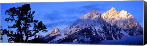 Framed Silhouette of a Limber Pine in front of mountains, Cathedral Group, Teton Range, Grand Teton National Park, Wyoming, USA Print