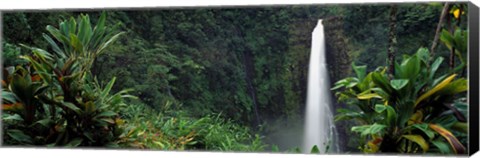 Framed Akaka Falls State Park, Hawaii, USA Print