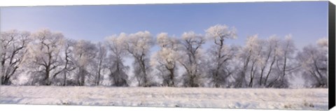 Framed Cottonwood trees covered with snow, Lower Klamath Lake, Siskiyou County, California, USA Print