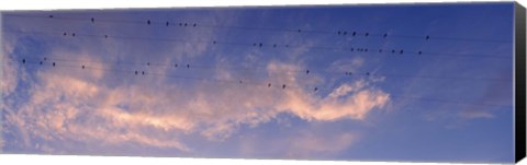 Framed Low angle view of birds perching on wires, Anza Borrego Desert State Park, California, USA Print