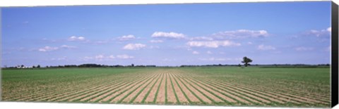 Framed Soybean field in a landscape, Marion County, Illinois, USA Print