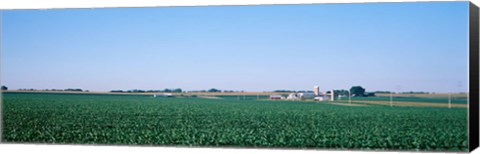 Framed Soybean field Ogle Co IL USA Print
