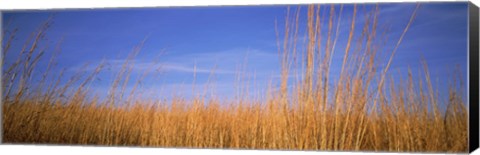 Framed Grass in a field, Marion County, Illinois, USA Print