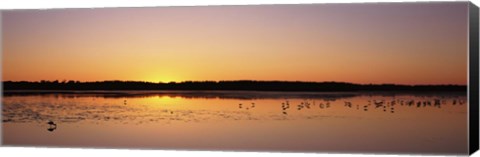 Framed Pelicans and other wading birds at sunset, J.N. Ding Darling National Wildlife Refuge, Sanibel Island, Florida, USA Print