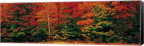 Framed Fall Maple Trees Print