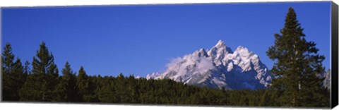 Framed Trees in a forest with snow covered mountains in the background, Grand Teton National Park, Wyoming, USA Print