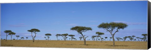 Framed Acacia trees on a landscape, Maasai Mara National Reserve, Kenya Print