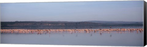 Framed Africa, Kenya, Lake Nakuru National Park, Lake Nakuru, Flamingo birds in the lake Print