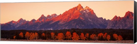 Framed Aspens, Teton Range, Grand Teton National Park, Wyoming, USA Print