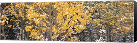 Framed Aspen trees in autumn, Grand Teton National Park, Wyoming, USA Print