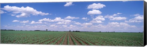 Framed Cornfield, Marion County, Illinois, USA Print