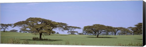 Framed Kenya, View of trees in flat grasslands Print