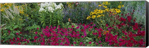 Framed Close-up of flowers in a garden Print