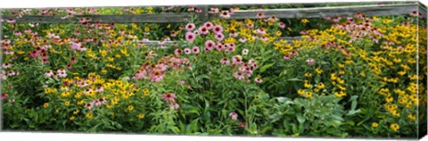 Framed Flowers in a garden Print