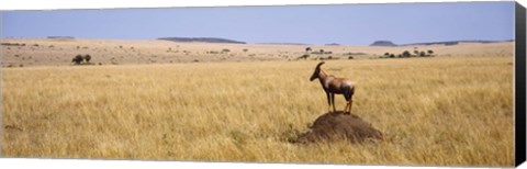 Framed Side profile of a Topi standing on a termite mound, Masai Mara National Reserve, Kenya Print