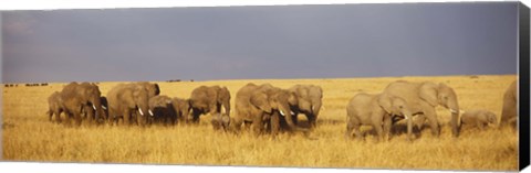 Framed Elephants on the Grasslands, Masai Mara National Reserve, Kenya Print