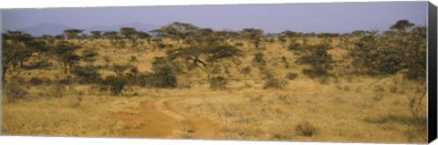 Framed Trees on a landscape, Samburu National Reserve, Kenya Print