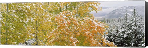 Framed Trees in a forest, Grand Teton National Park, Wyoming, USA Print