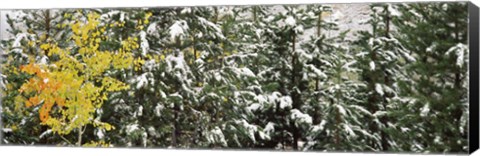 Framed Trees covered with snow, Grand Teton National Park, Wyoming, USA Print