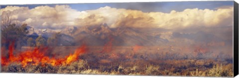 Framed Burning trees in a forest with mountain range in the background, Grand Teton, Grand Teton National Park, Wyoming, USA Print