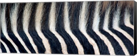 Framed Close-up of a Greveys zebra stripes and mane Print