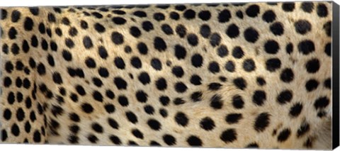 Framed Close-up of the spots on a cheetah Print